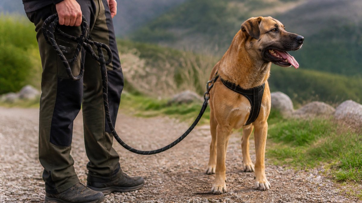 How to Choose Durable Dog Leashes
