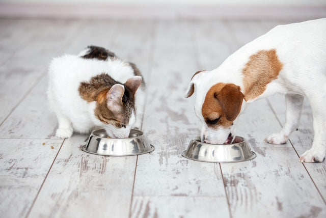 Pet Food & Pet Snacks