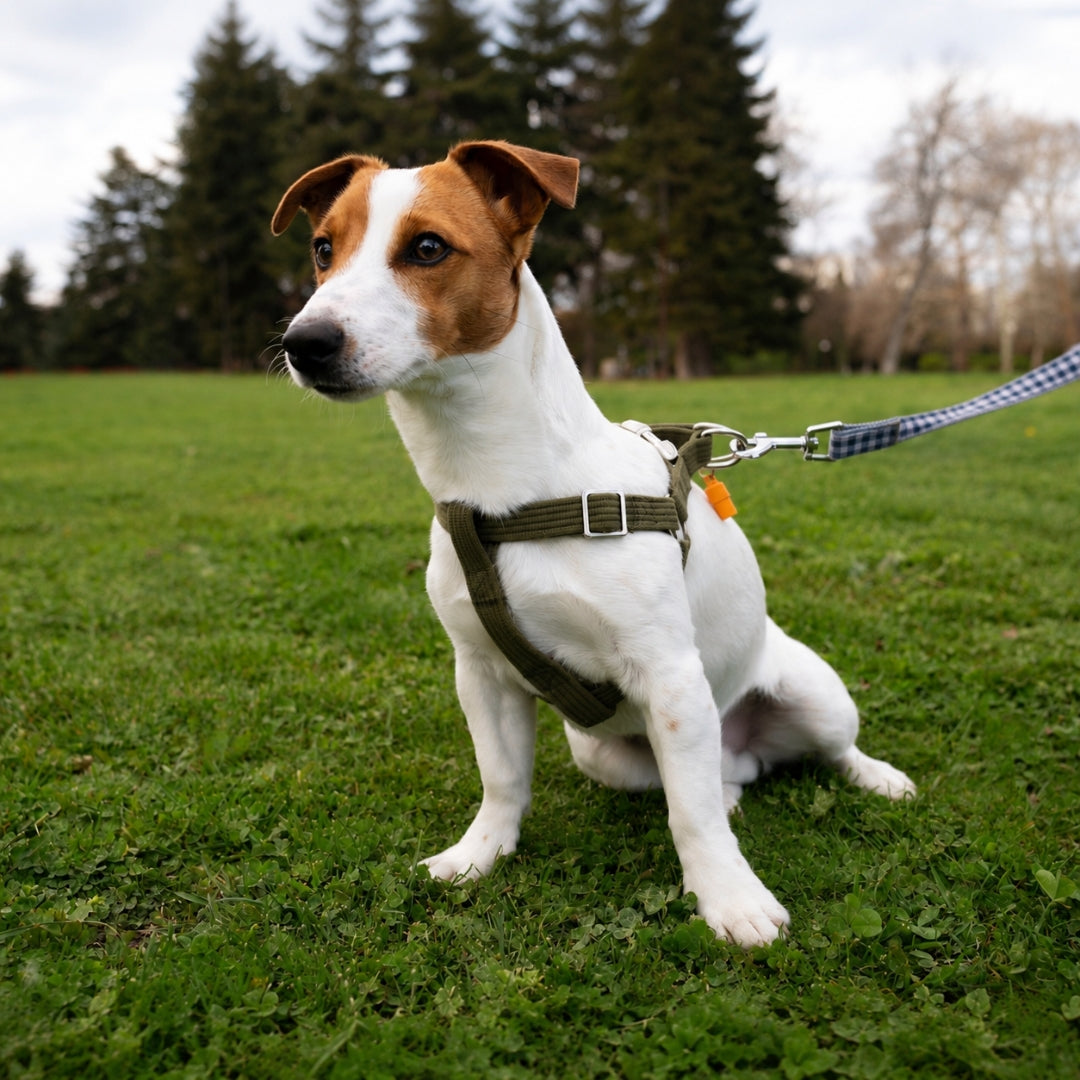 Leashes, Collars, Harnesses & Accessories