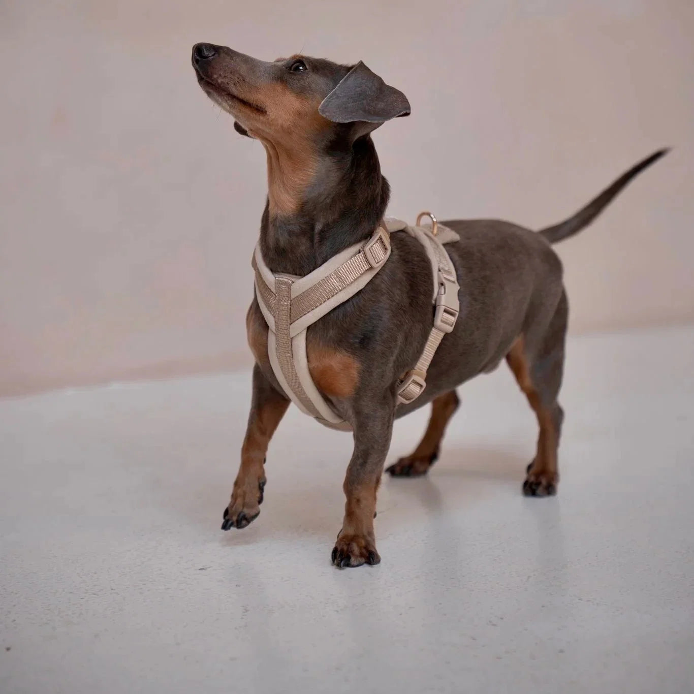 Sand Velvet Dog Harness Comfortable Adjustable Pet Walking Vest