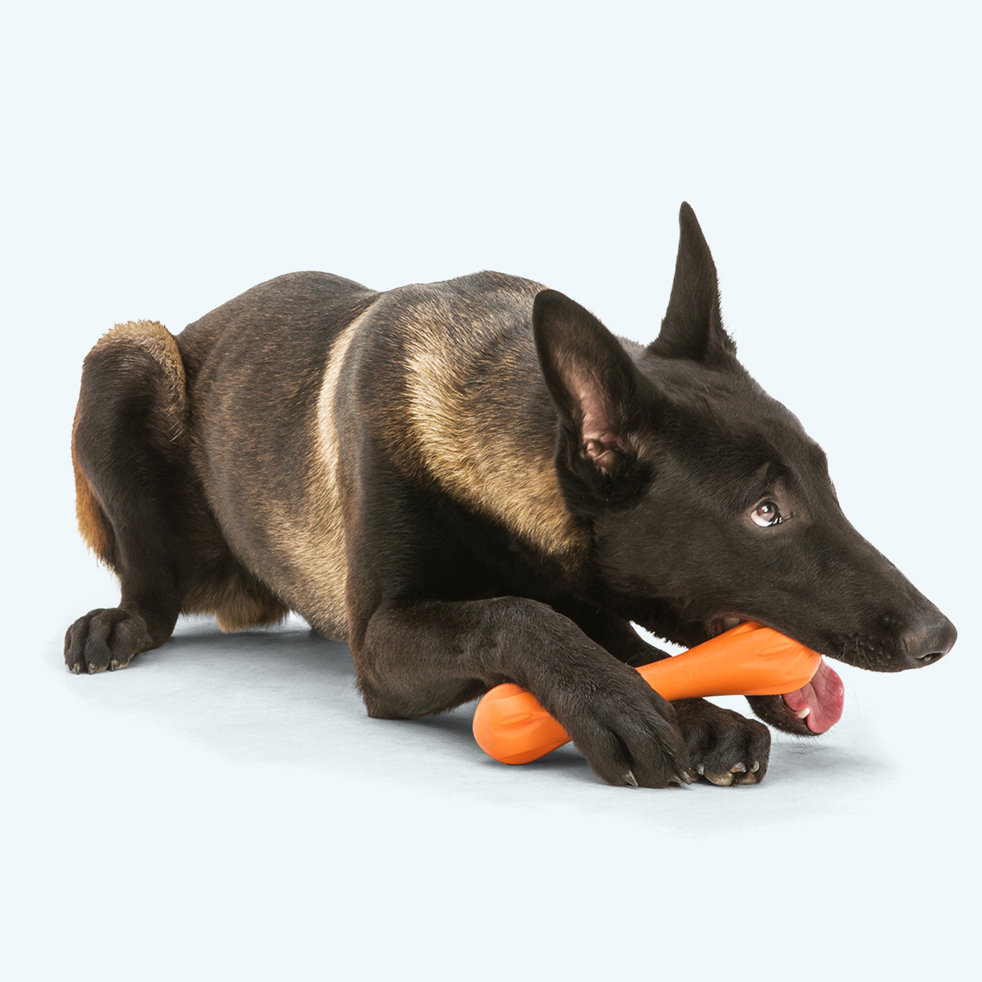 Hurley Durable Dog Chew Toy for Fetch Training Playtime