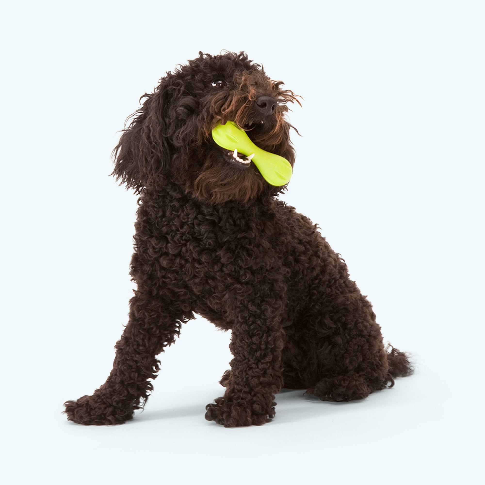 Hurley Durable Dog Chew Toy for Fetch Training Playtime
