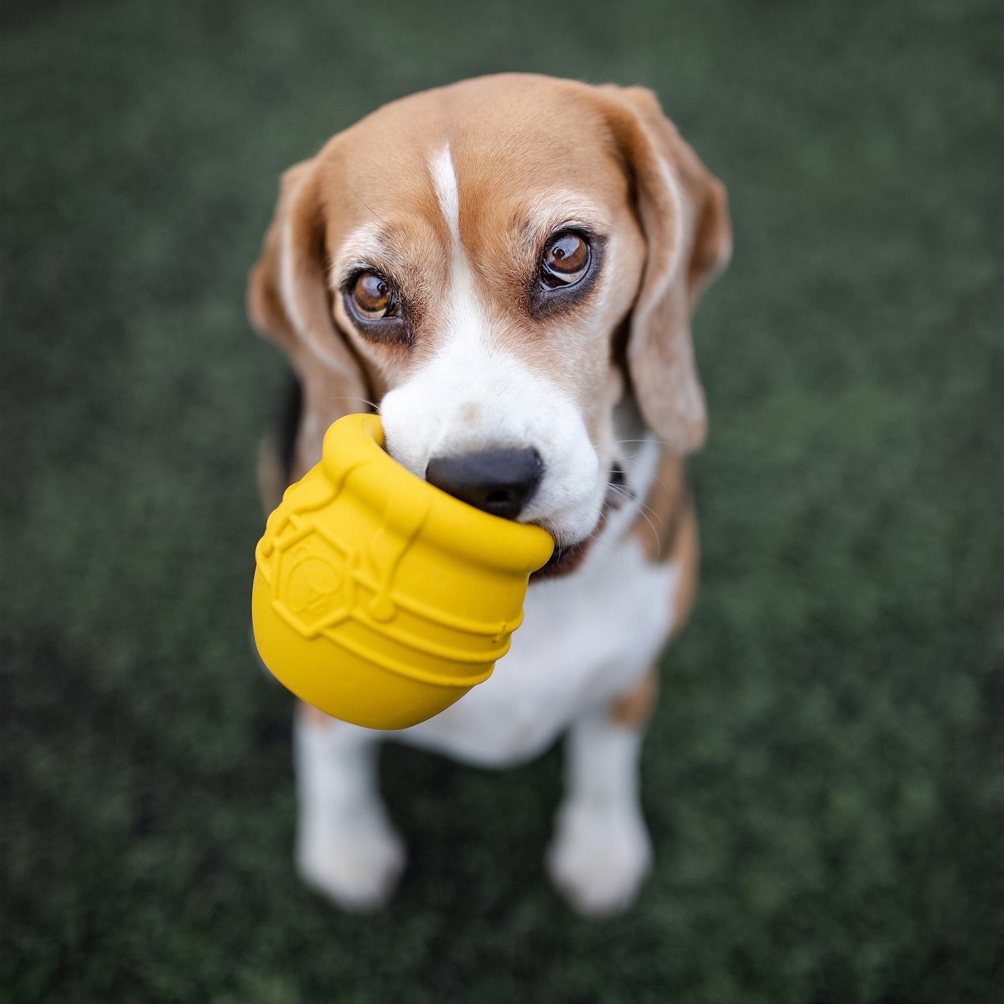 Honey Pot Dog Treat Dispenser Durable Rubber Enrichment Toy