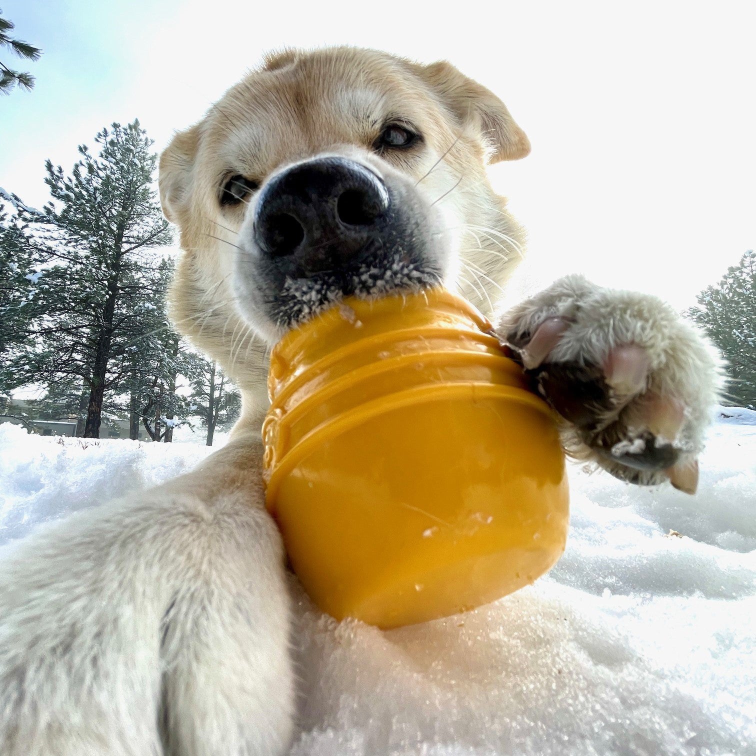 Honey Pot Dog Treat Dispenser Durable Rubber Enrichment Toy