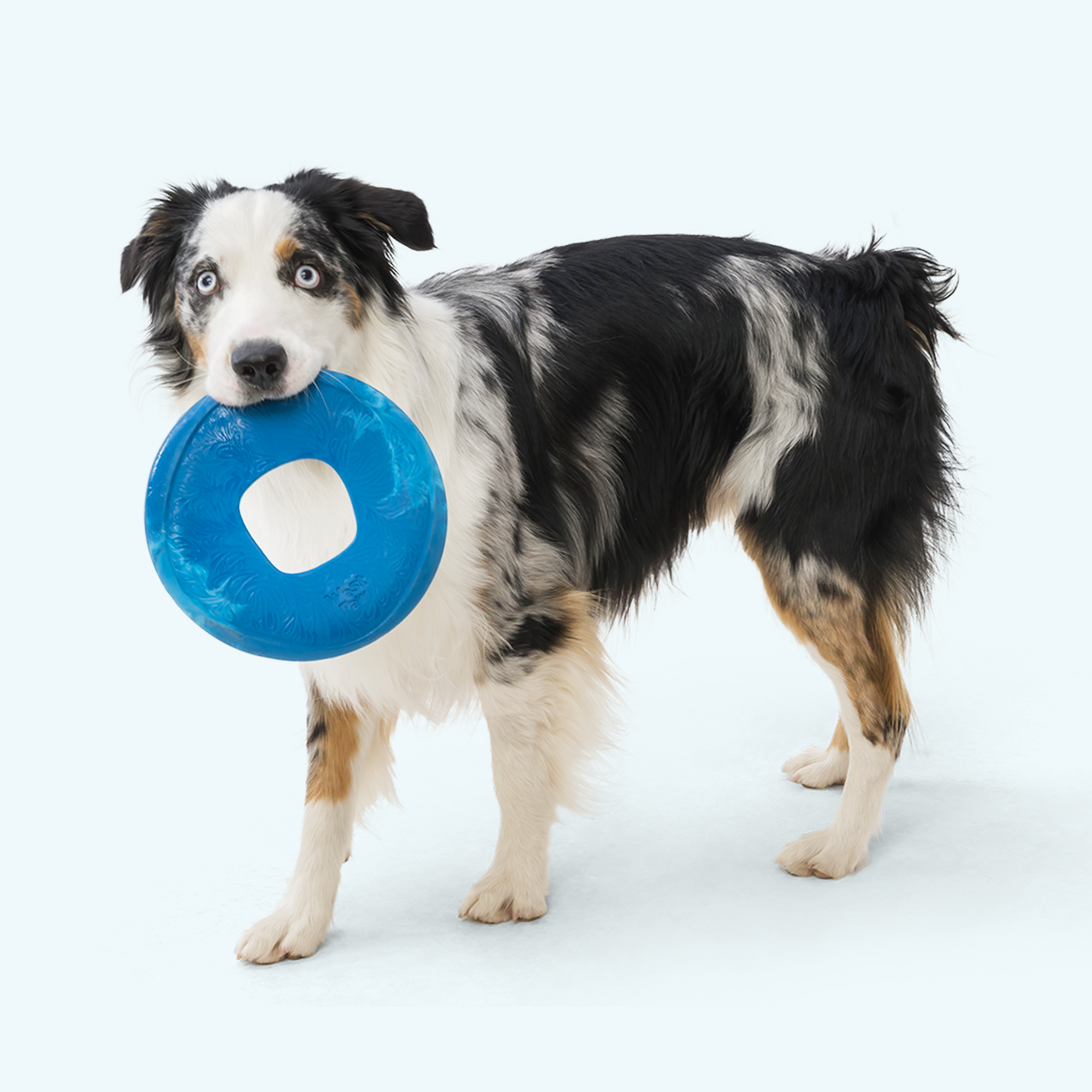 Sailz Interactive Dog Toy for Fetch Chewing and Active Play