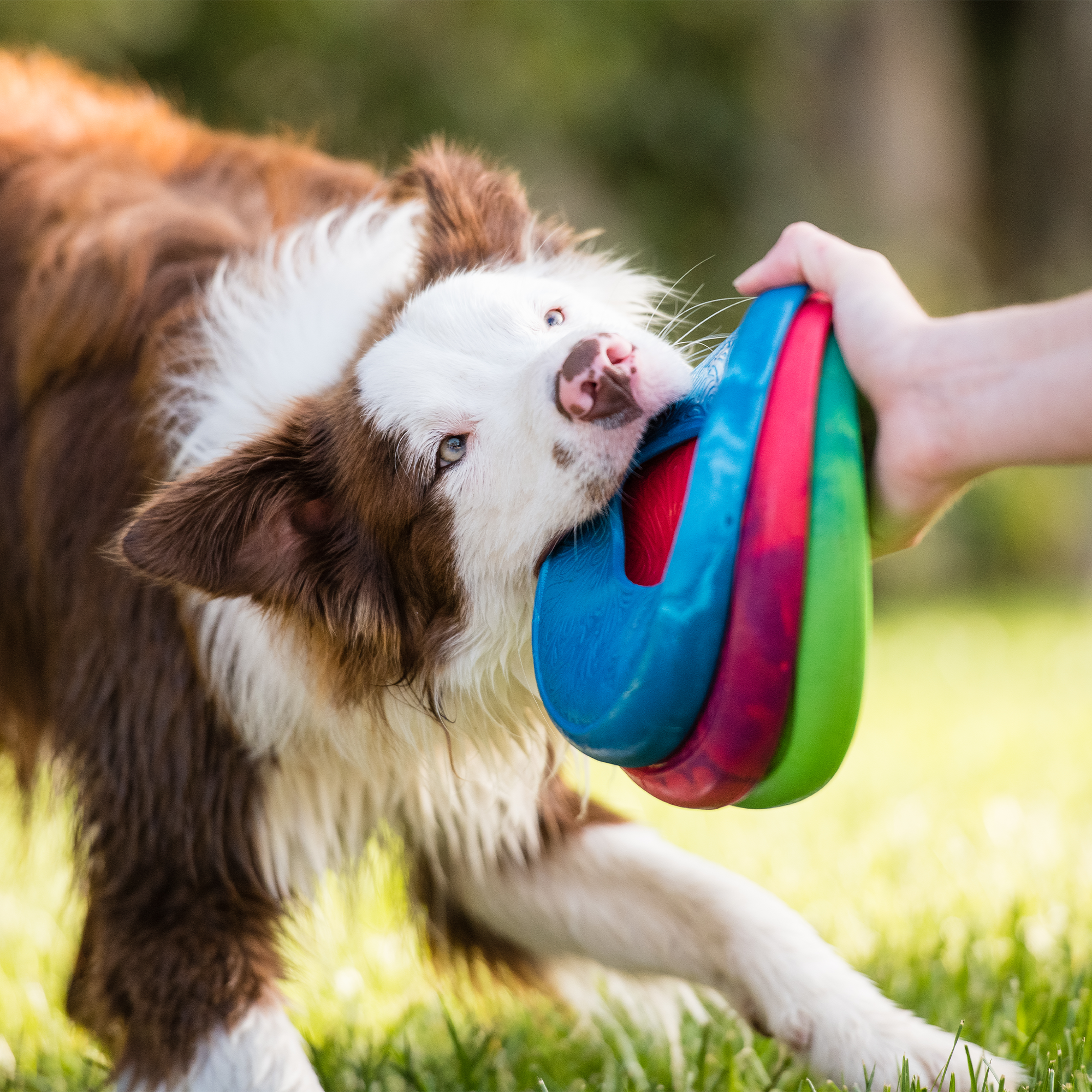 Sailz Interactive Dog Toy for Fetch Chewing and Active Play