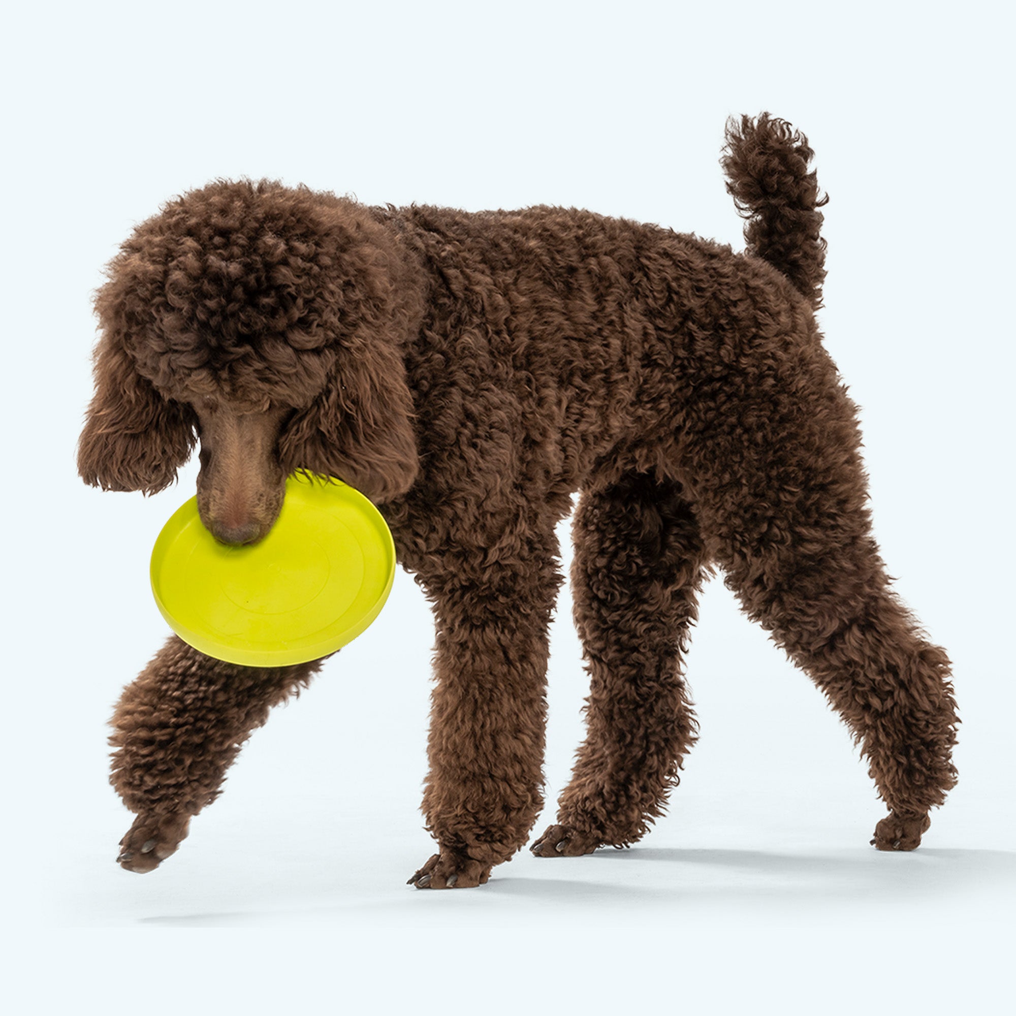 Zisc Flexible Flying Disc Dog Toy for Fetch Outdoor Play