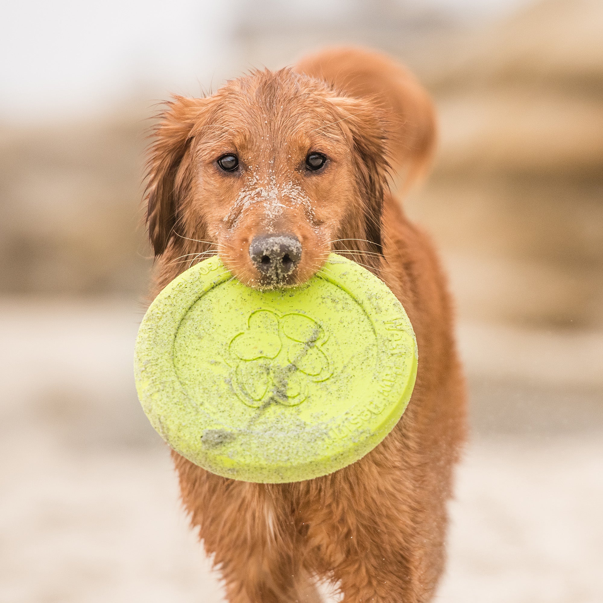 Zisc Flexible Flying Disc Dog Toy for Fetch Outdoor Play