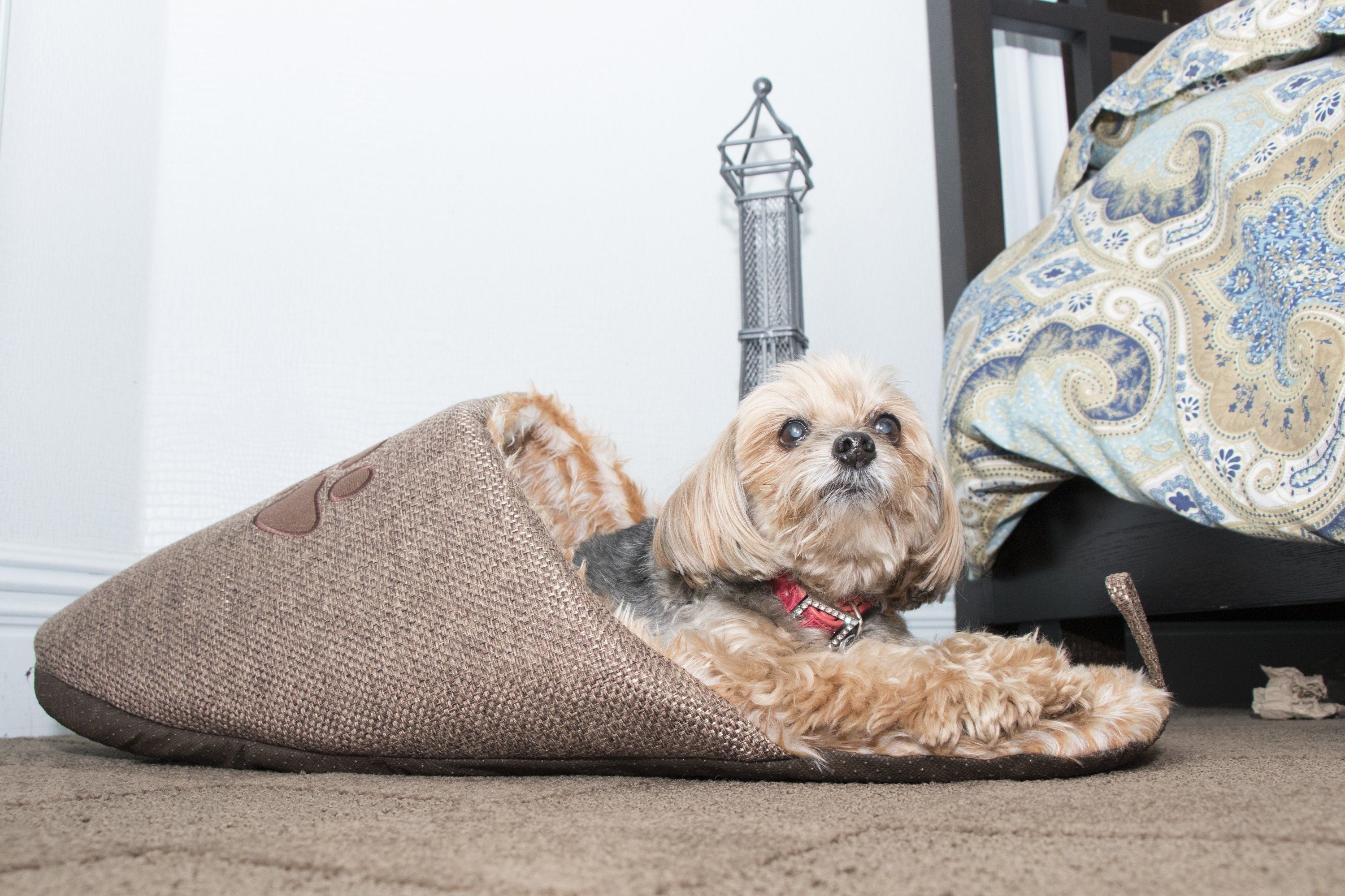Slip-On Polar Fleece Animated Slipper Pet Dog Bed House